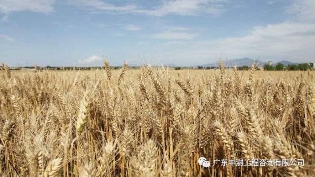 国务院办公厅关于加快推进农业供给侧结构性改革大力发展粮食产业经济的意见